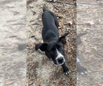 Small #11 Borador