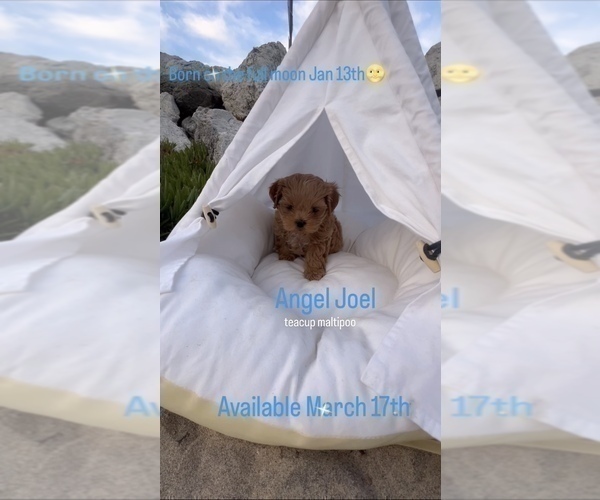 Medium Photo #6 Maltipoo Puppy For Sale in MANHATTAN BEACH, CA, USA