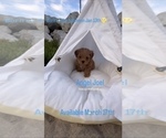 Small Photo #6 Maltipoo Puppy For Sale in MANHATTAN BEACH, CA, USA