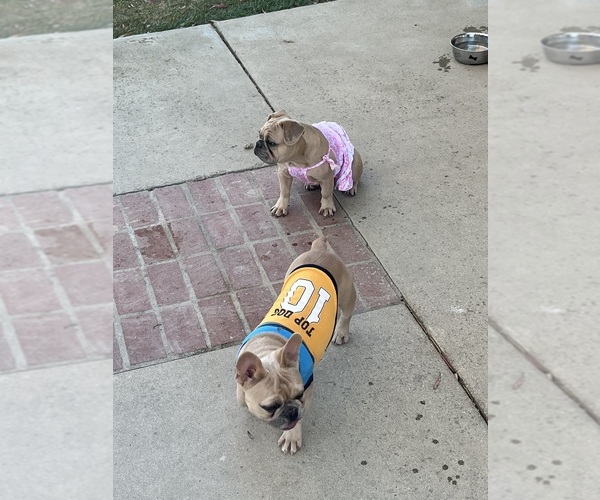 Medium Photo #3 French Bulldog Puppy For Sale in POMONA, CA, USA