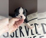 Small #2 Boston Terrier