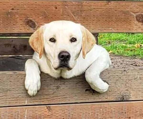 Medium Photo #1 Labrador Retriever Puppy For Sale in OLYMPIA, WA, USA