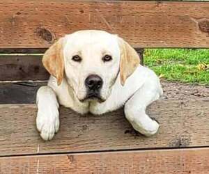 Father of the Labrador Retriever puppies born on 05/26/2026