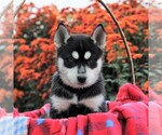 Small Bluetick Coonhound-Siberian Husky Mix