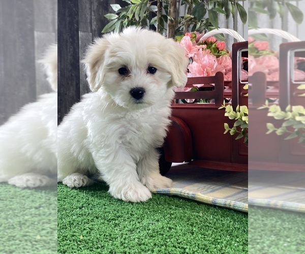 Medium Photo #3 Biton Puppy For Sale in CANOGA, NY, USA