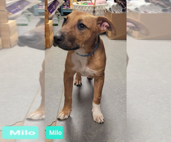 Medium Photo #2 American Pit Bull Terrier-Labrador Retriever Mix Puppy For Sale in Richmond, IN, USA