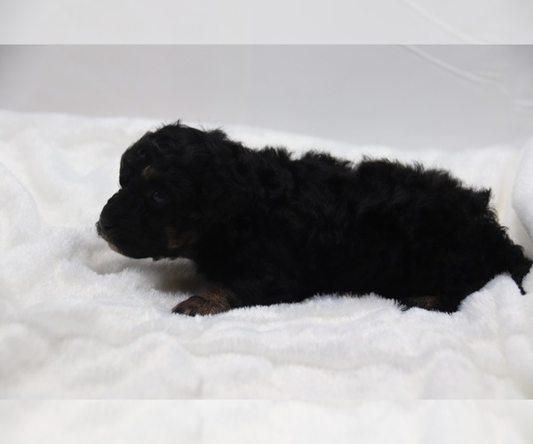 Medium Photo #48 Cockapoo Puppy For Sale in RIPLEY, TN, USA