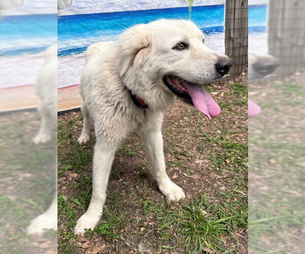 Medium Photo #4 Great Pyrenees Puppy For Sale in Spring, TX, USA