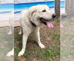 Small #3 Great Pyrenees