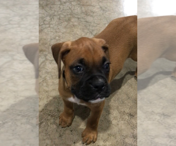 Medium Photo #10 Boxer Puppy For Sale in APPLE CREEK, OH, USA