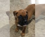 Small #9 Boxer