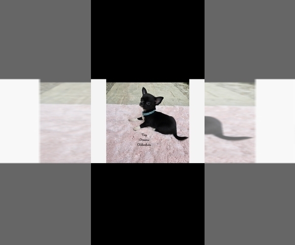 Medium Photo #6 Chihuahua Puppy For Sale in CRAFTON, PA, USA