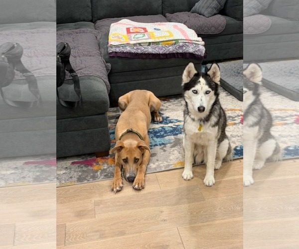 Medium Photo #8 Siberian Husky Puppy For Sale in Sandy, UT, USA