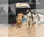 Small #7 Siberian Husky