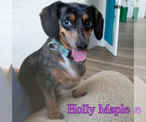 Medium Photo #2 Dachshund Puppy For Sale in San Antonio, TX, USA