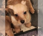 Puppy Puppy 3 Xoloitzcuintli (Mexican Hairless)