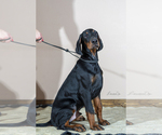 Small Photo #4 Doberman Pinscher Puppy For Sale in Moscow, Moscow, Russia