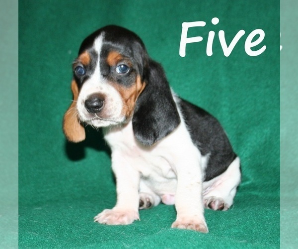 Medium Photo #10 Basset Hound Puppy For Sale in LAKESIDE, CA, USA