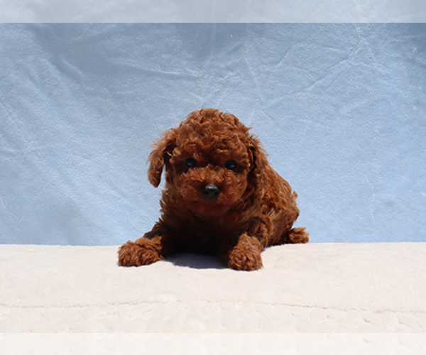 Medium Photo #3 Poodle (Toy) Puppy For Sale in LOS ANGELES, CA, USA