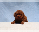 Small #2 Poodle (Toy)