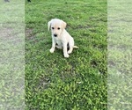 Puppy Blue Male Labradoodle