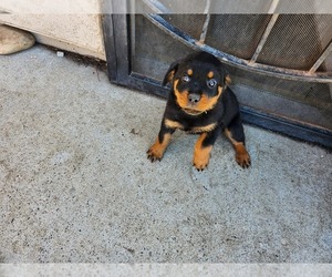 Rottweiler Puppy for sale in ELK GROVE, CA, USA