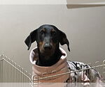 Small #8 Doberman Pinscher