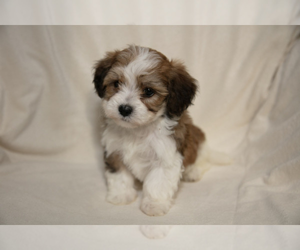 Medium Photo #5 Poovanese Puppy For Sale in GORDONVILLE, PA, USA