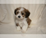 Small Photo #5 Poovanese Puppy For Sale in GORDONVILLE, PA, USA