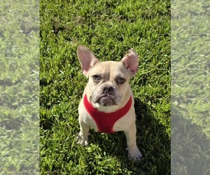 French Bulldog Puppy for sale in NORTH PORT, FL, USA
