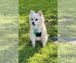 Buttercup - Female Chiranian Dog for Adoption - Photo #6
