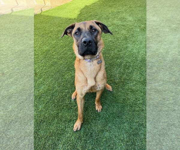 Medium Photo #4 Black Mouth Cur-Unknown Mix Puppy For Sale in Woodland Hills, CA, USA