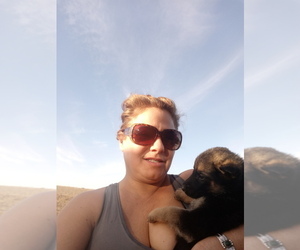 German Shepherd Dog Puppy for sale in WILLIAMSBURG, CO, USA