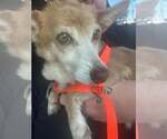 Small #4 Chihuahua Mix