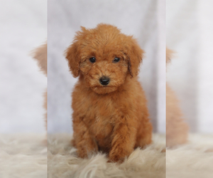 Goldendoodle (Miniature) Puppy for sale in ITASCA, TX, USA