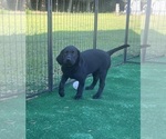 Small #2 Labrador Retriever