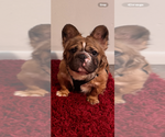 Small #6 French Bulldog