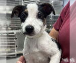 Small #1 Mutt