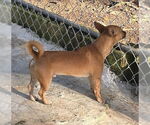 Small #3 Chihuahua Mix