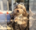 Small Photo #29 Goldendoodle mix (+ Poodle Miniature) Puppy For Sale in MENIFEE, CA, USA