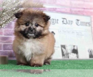 Chiranian Puppy for sale in BEL AIR, MD, USA