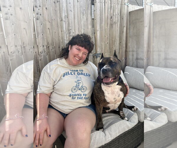 Medium Photo #53 Mutt Puppy For Sale in Philadelphia, PA, USA