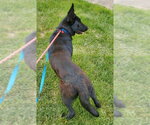 Small #1 German Shepherd Dog