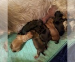 Small Shih Apso