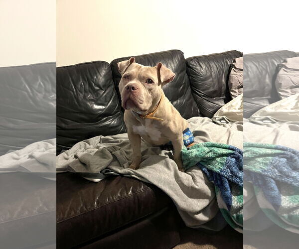 Medium Photo #3 Mutt Puppy For Sale in Rockville, MD, USA