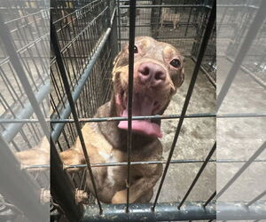 American Staffordshire Terrier-Unknown Mix Dogs for adoption in Jackson, MS, USA
