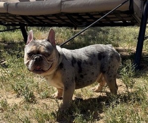 Father of the French Bulldog puppies born on 08/08/2026