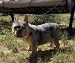 Small Photo #1 French Bulldog Puppy For Sale in YUCCA VALLEY, CA, USA