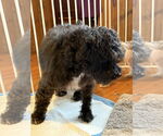 Small #3 Poodle (Miniature) Mix