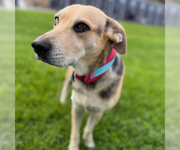 Medium Photo #1 Beagle-German Shepherd Dog Mix Puppy For Sale in Camarillo, CA, USA
